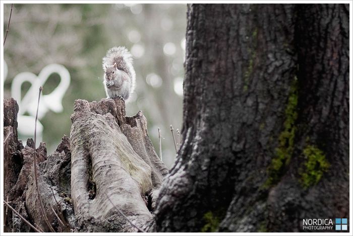 Vancouver Wedding Photographer | A Stanley Park Wedding