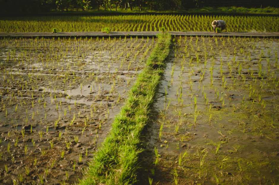 Ubud Bali Rice Fields