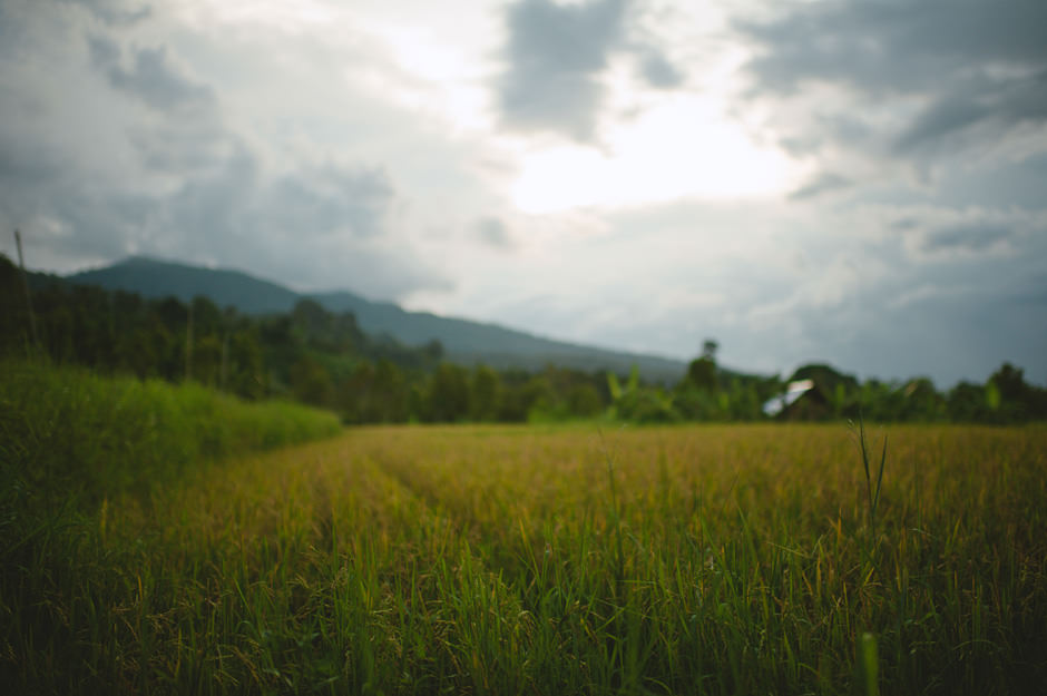 Bali Rice Field Portraits