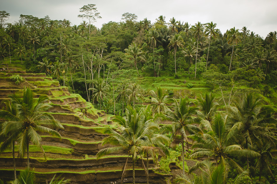 Ubud Bali Rice Terraces