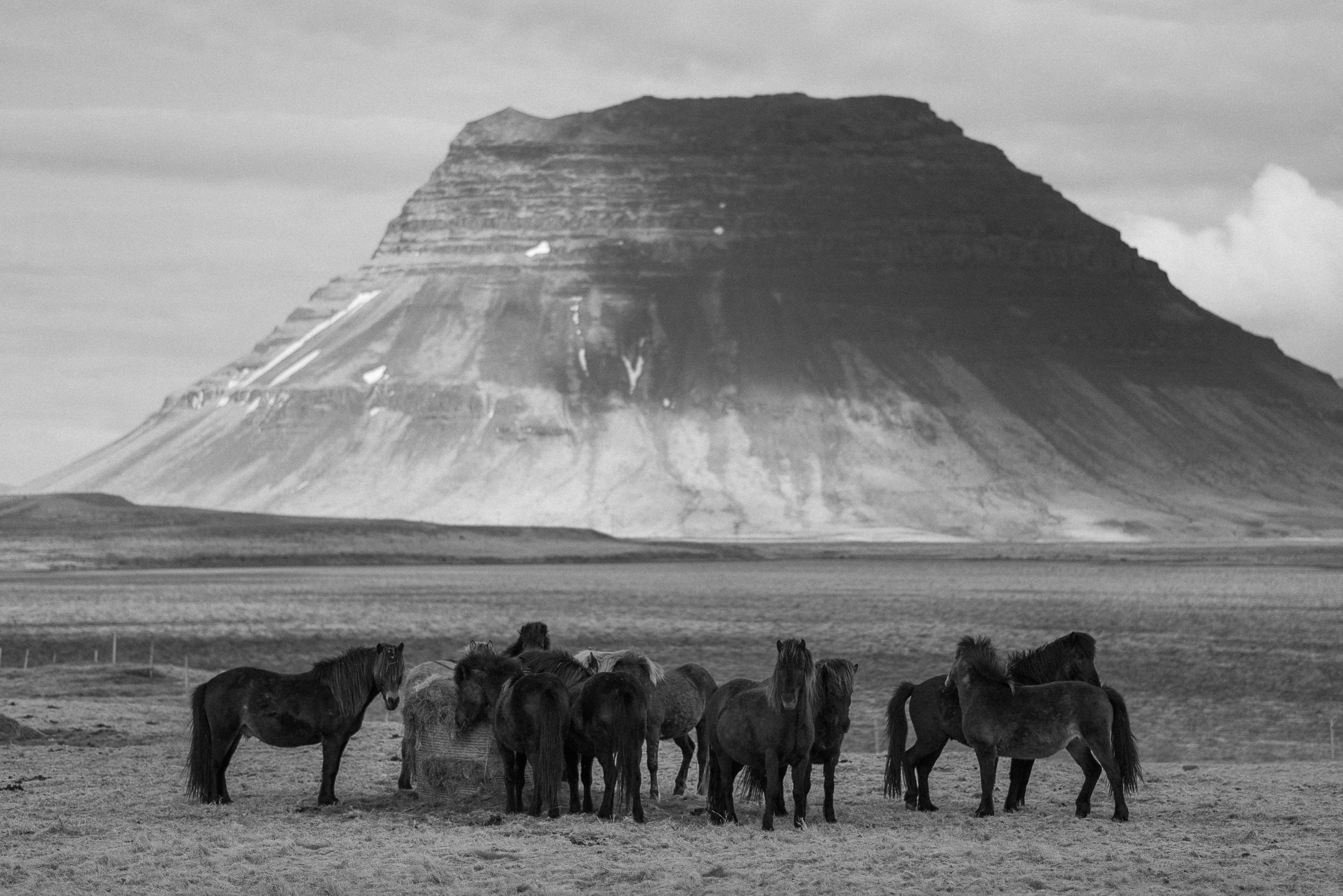 Bride and groom exploring the dramatic Icelandic landscape with Snæfellsjökull glacier backdrop