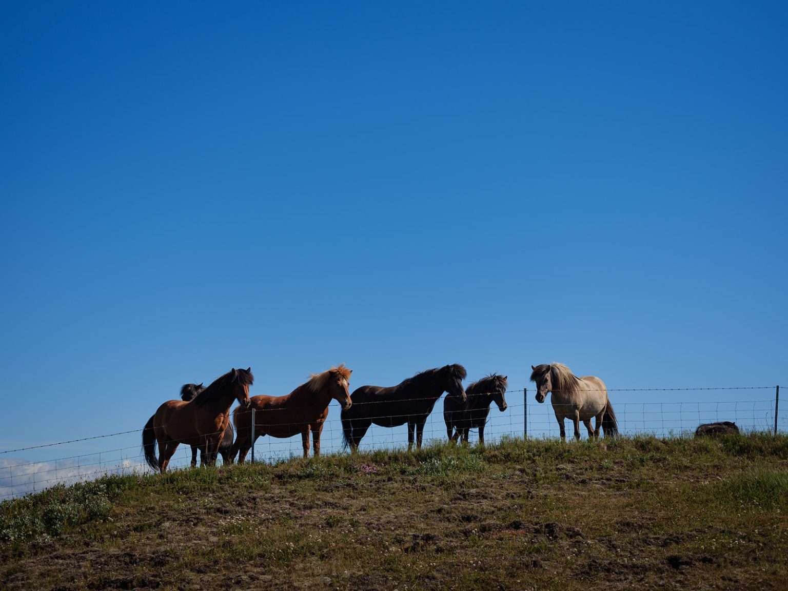 Icelandic horses in a green field on the Golden Circle