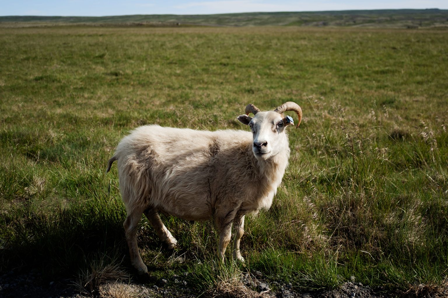 An Icelandic sheep in the countryside