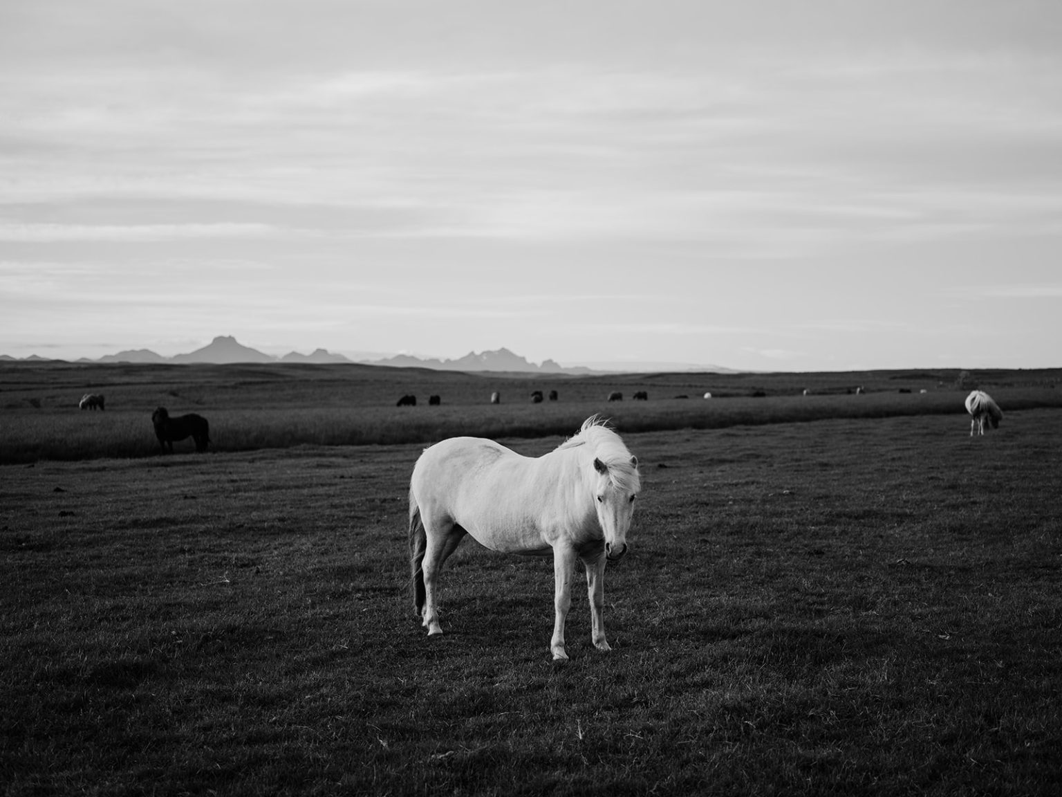 A white Icelandic horse in a field