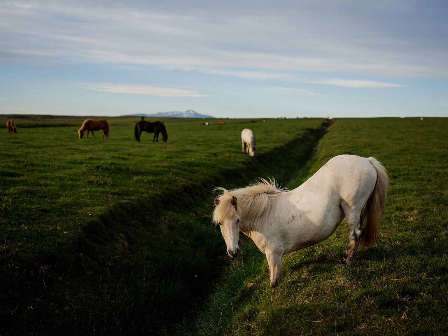 An Icelandic horse in the evening light