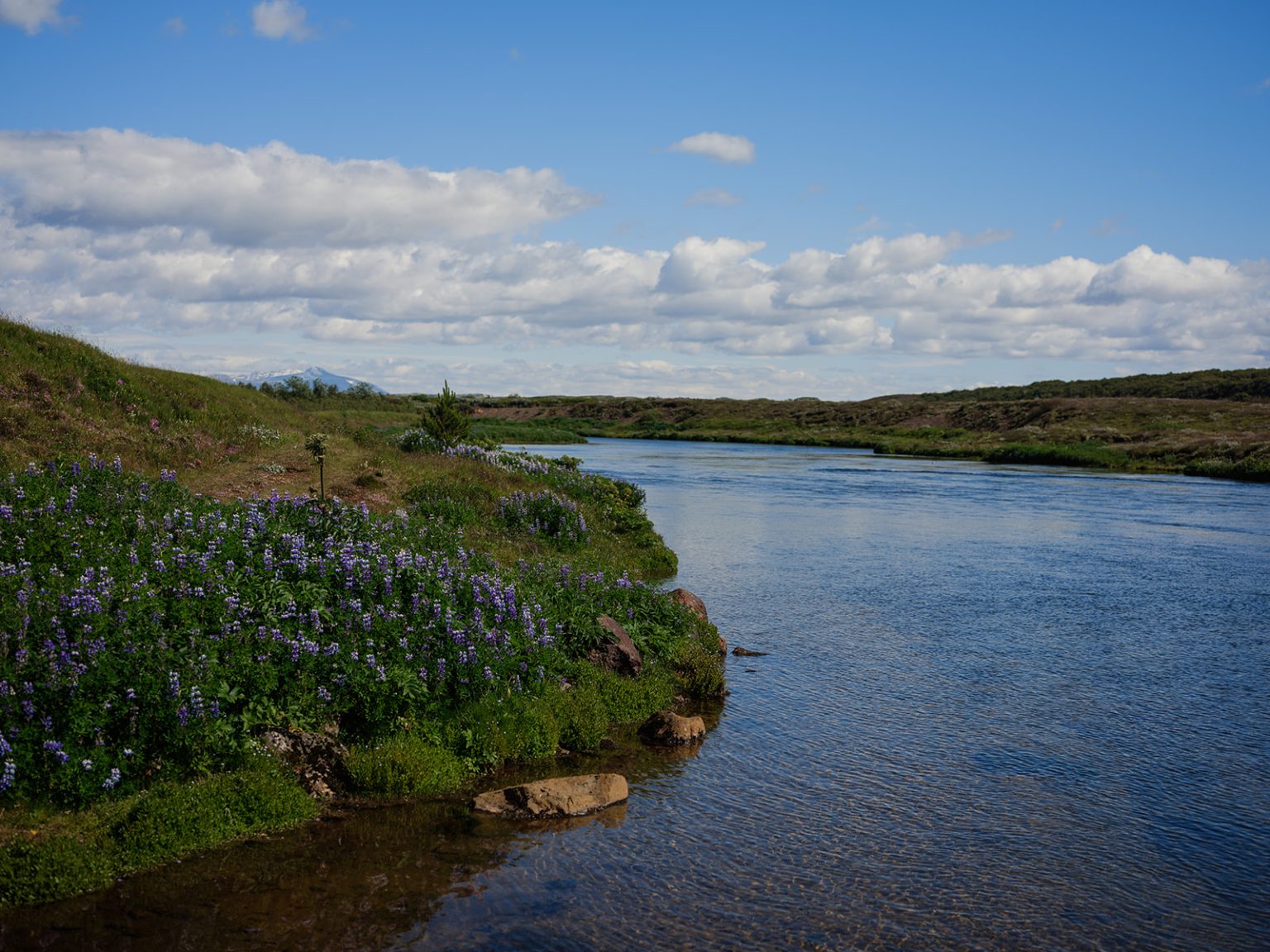 A river and lupins in the Icelandic summer