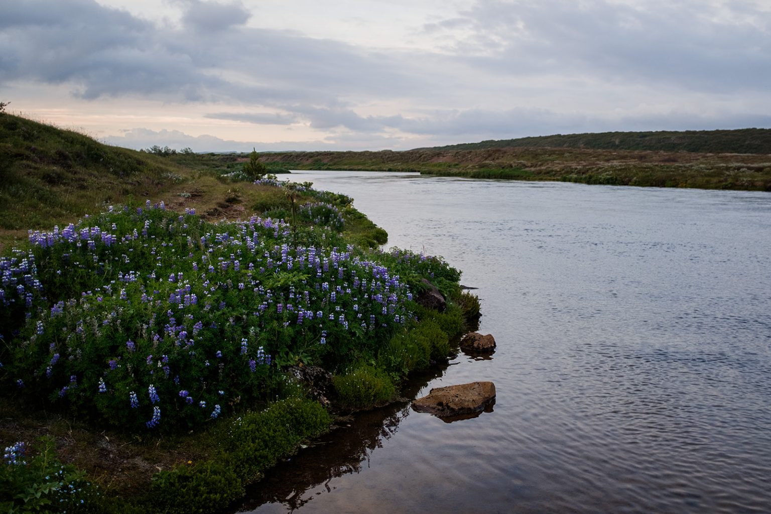 A river and green island in the Icelandic summer