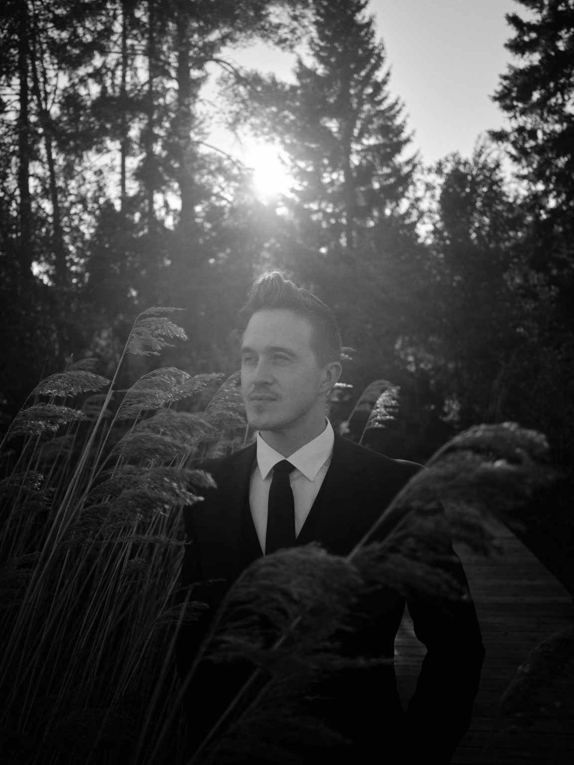Martin among the dark reeds at dusk