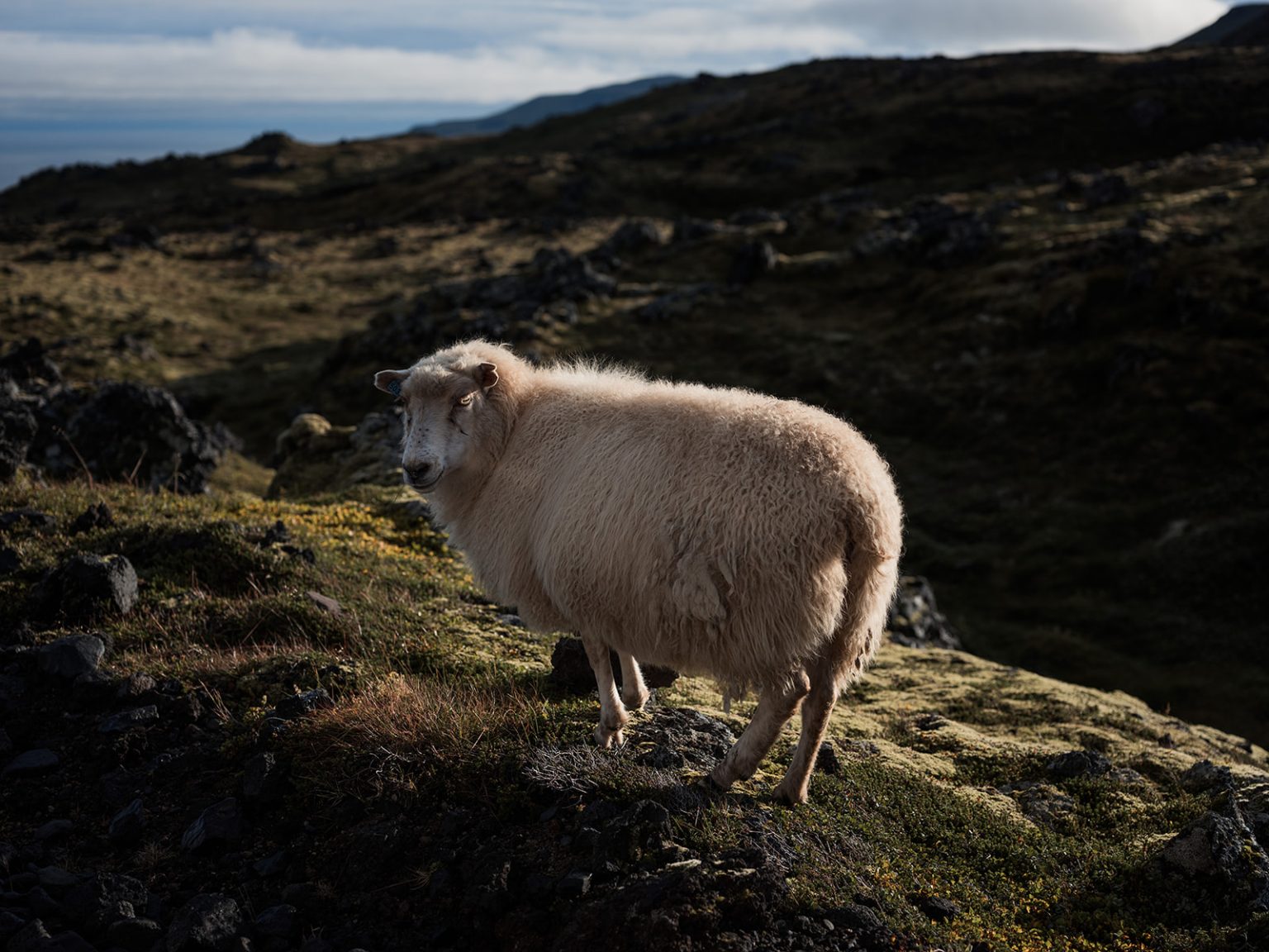 A sheep on the Snæfellsnes peninsula, Iceland
