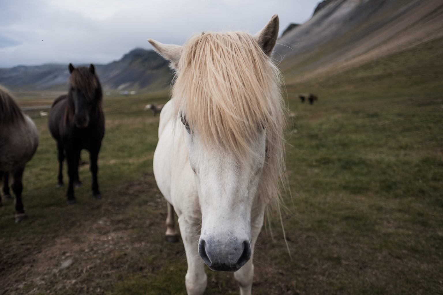 An Icelandic horse and the couple, a Hótel Búðir wedding