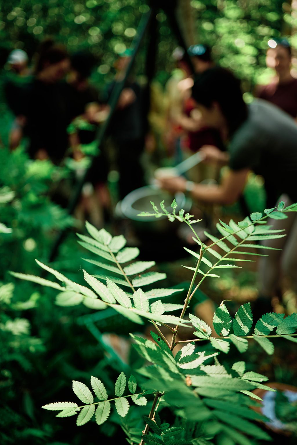 Foraging for flowers and herbs in the woods at Juvet
