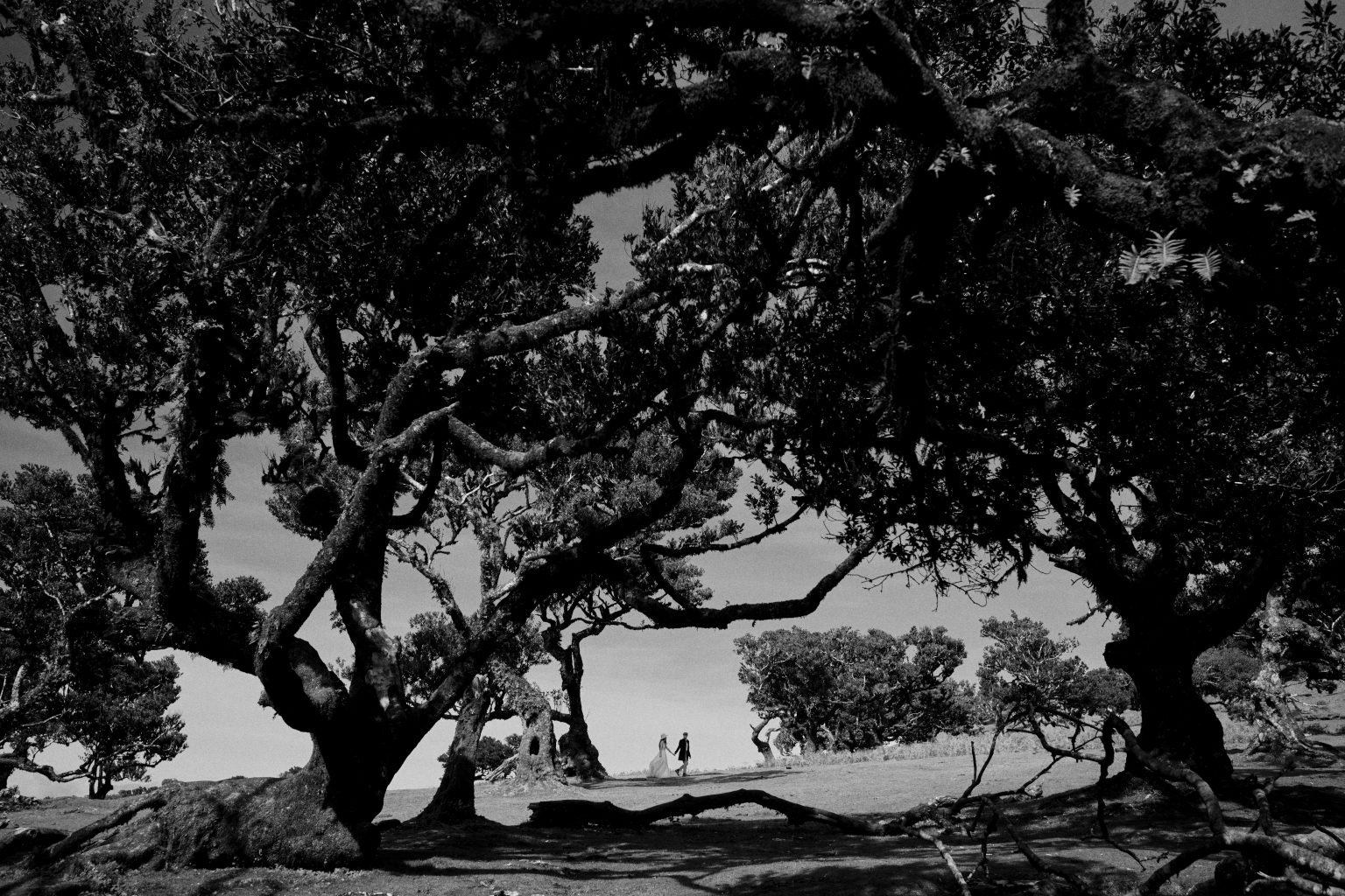 Ancient laurel tree at Fanal Forest, black and white, Madeira