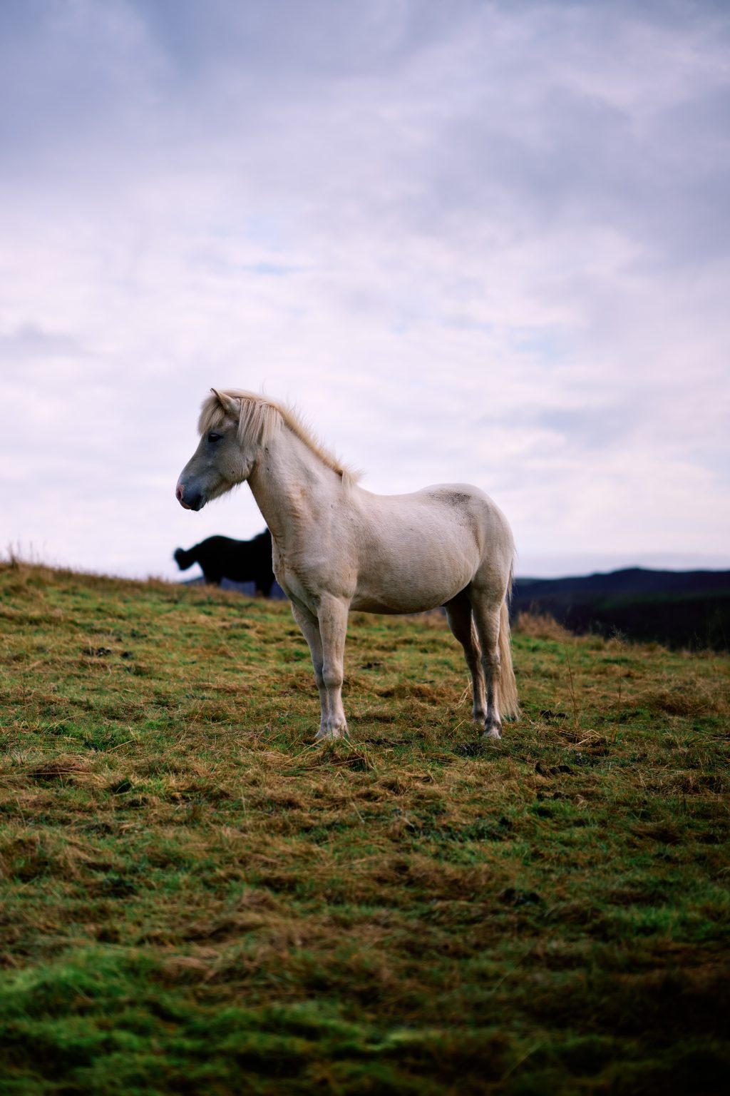 White Icelandic horse at Indjánahöfði on the Reykjanes peninsula