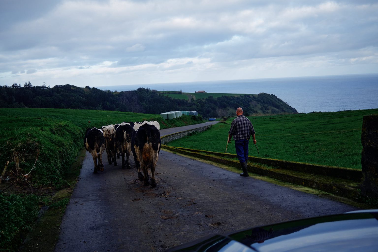 Cows on a country lane on São Miguel