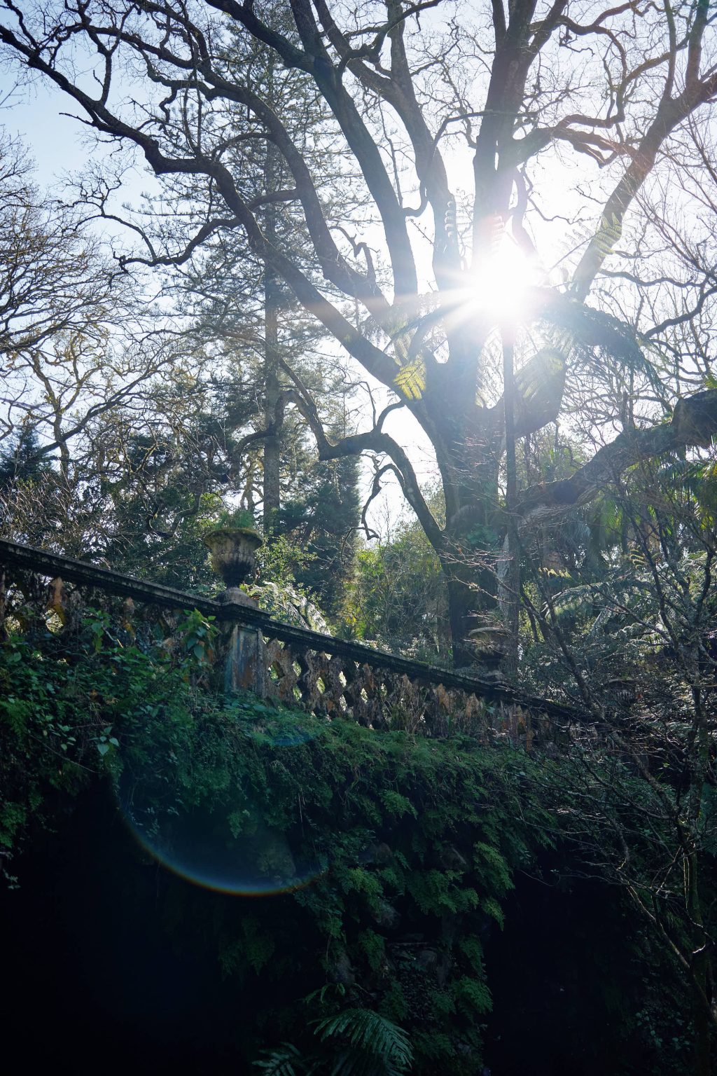A tree against the sun on São Miguel
