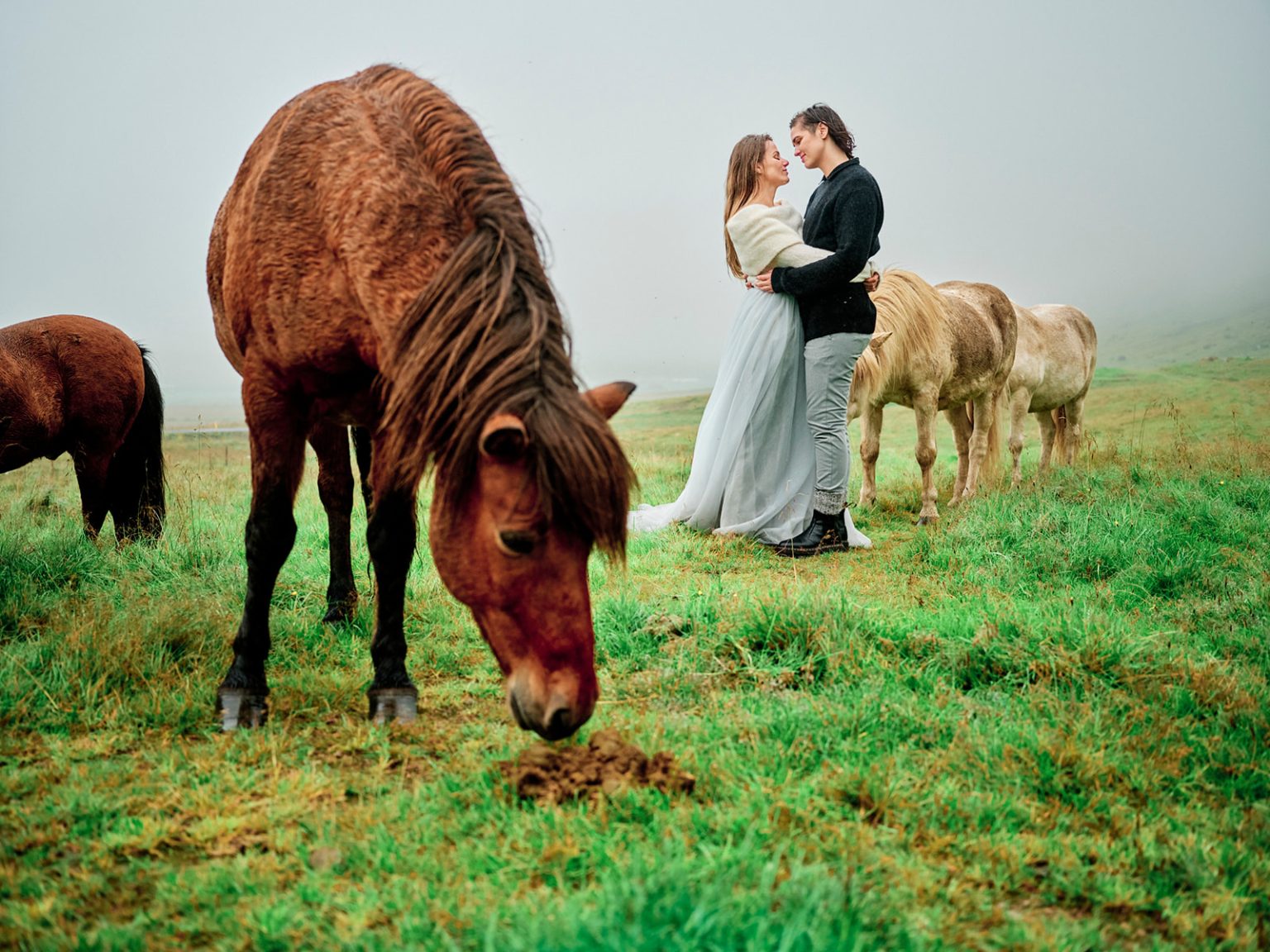 Icelandic horses in a green field, a Snæfellsnes elopement photographer