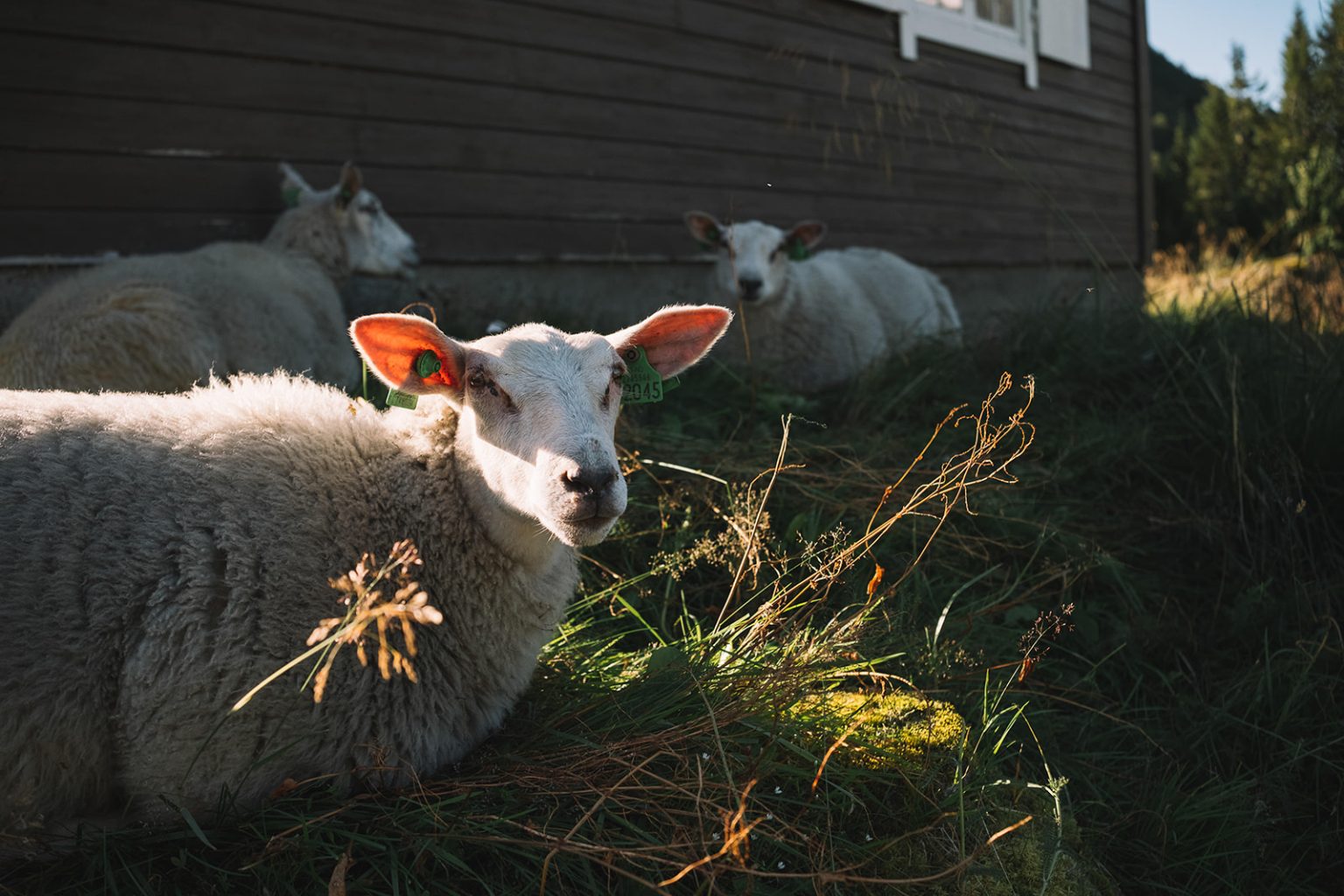 Sheep in the valley at Juvet, Norway wedding