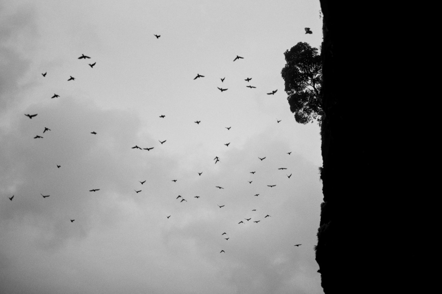Seabirds off a São Miguel cliff