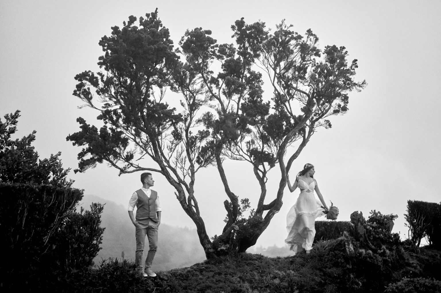 A wind-sculpted tree on a misty ridge, São Miguel
