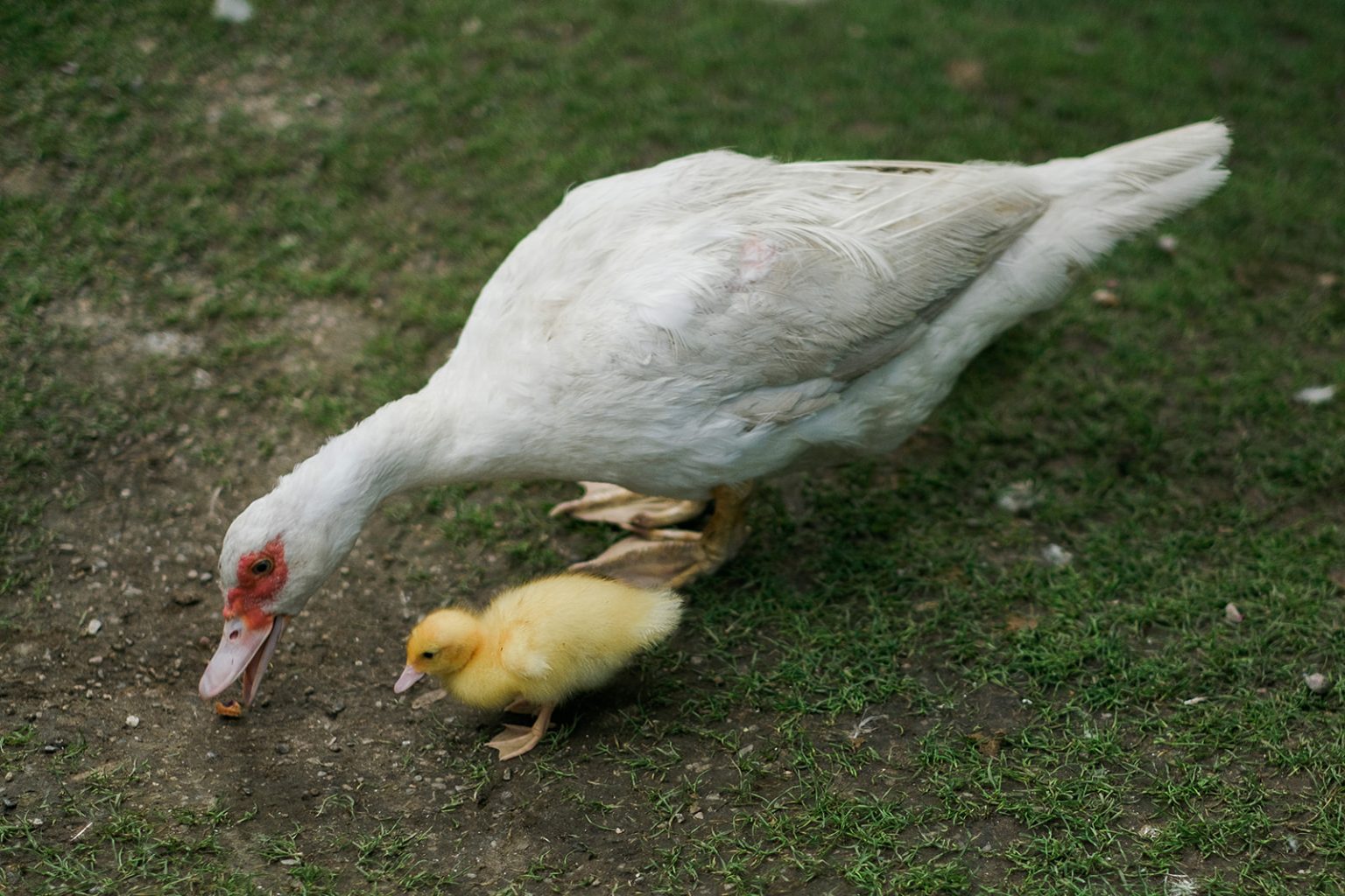A goose and gosling at Tivoli Gardens in Copenhagen