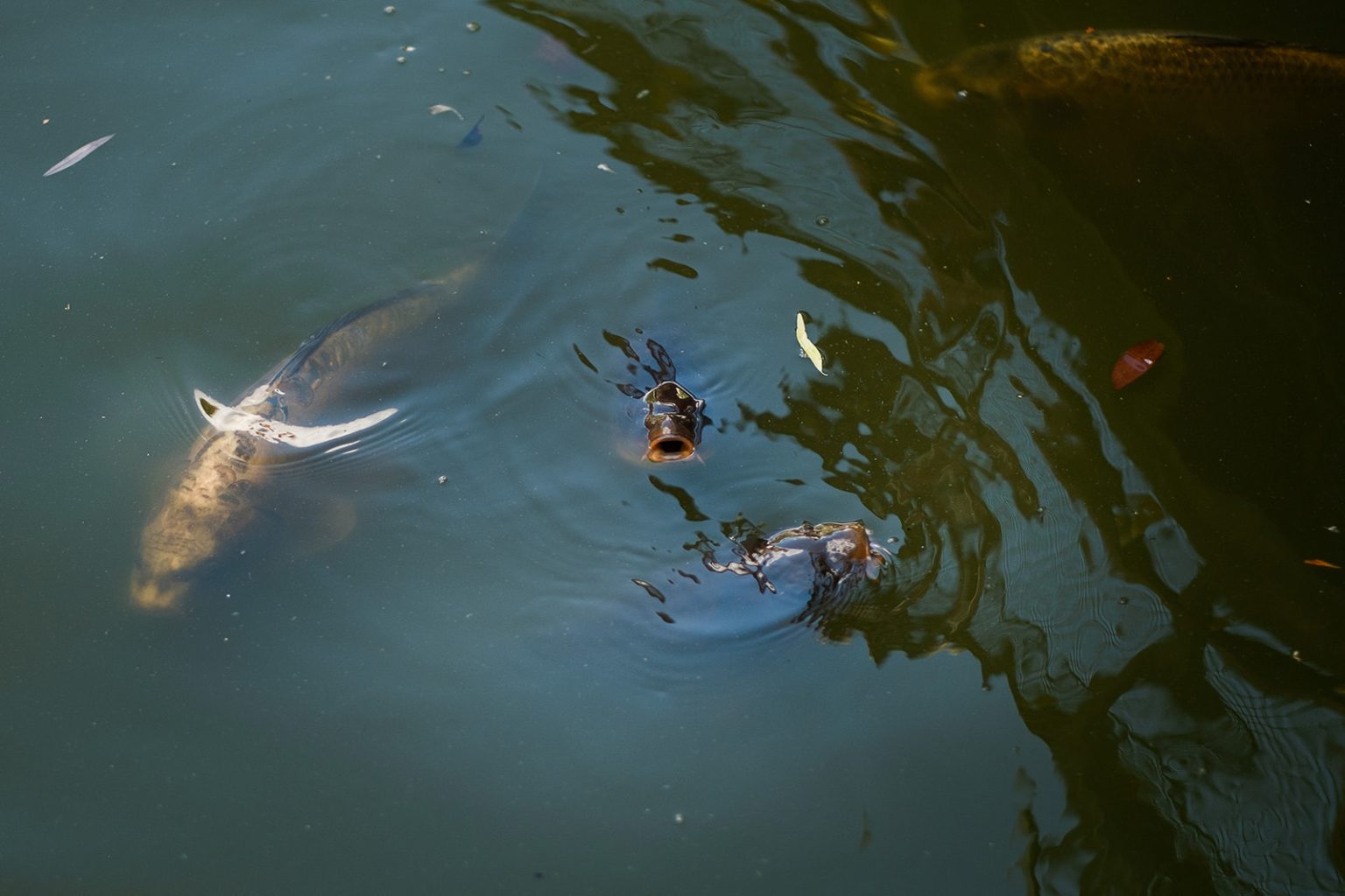 Koi in a pond at Tivoli Gardens, Copenhagen