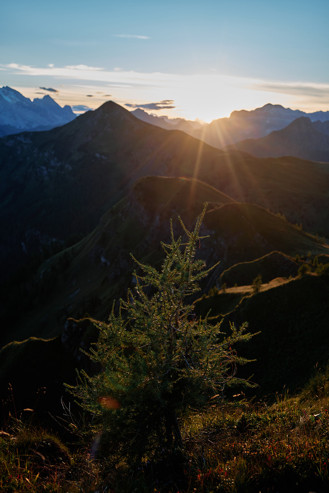 Sunset light through the trees at Passo Giau, Dolomites
