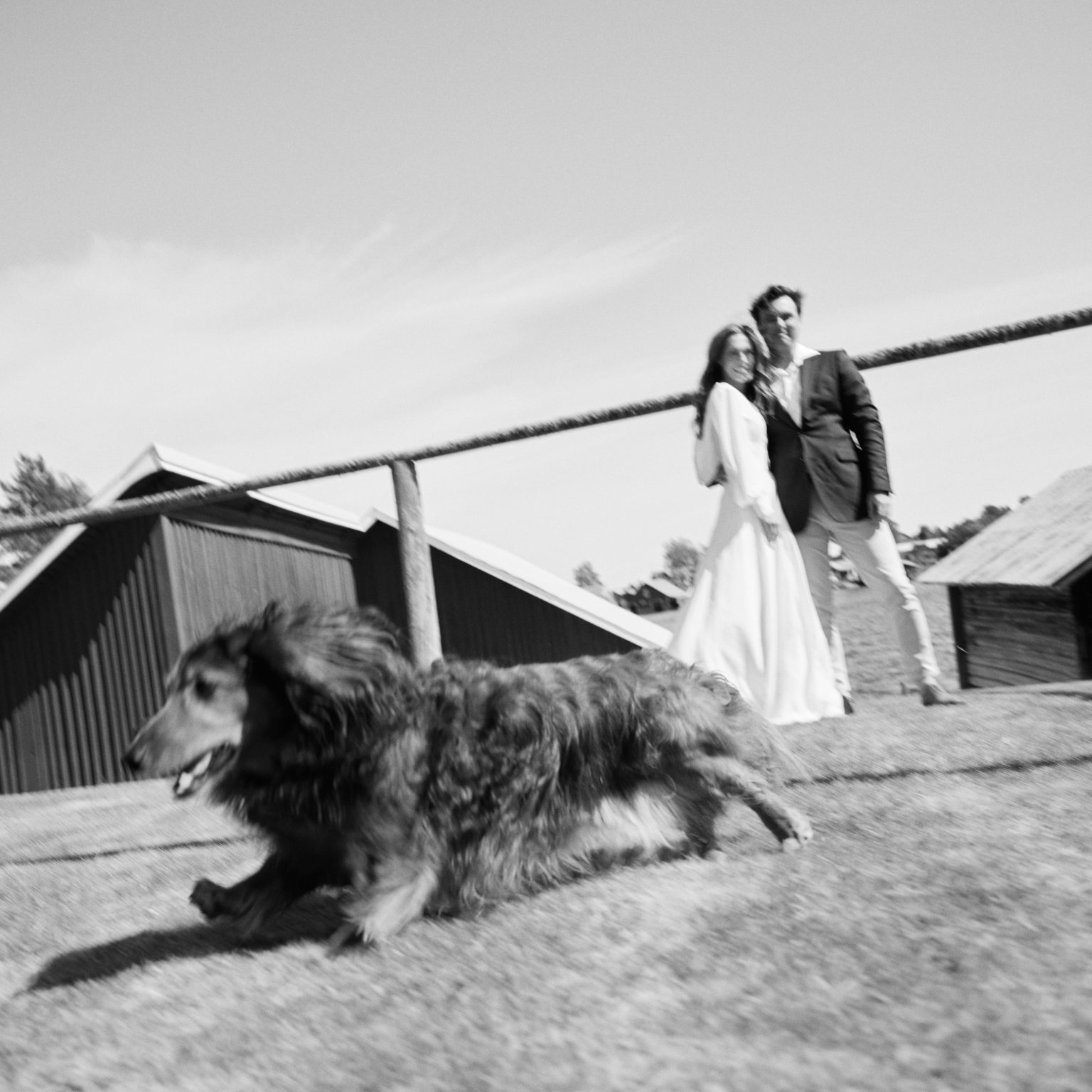 The couple's spaniel running on the grass near Skärså