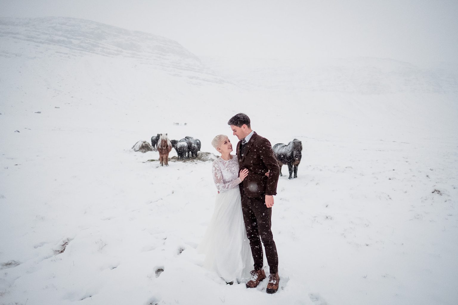 Icelandic horses in the snow near the couple on their wedding day
