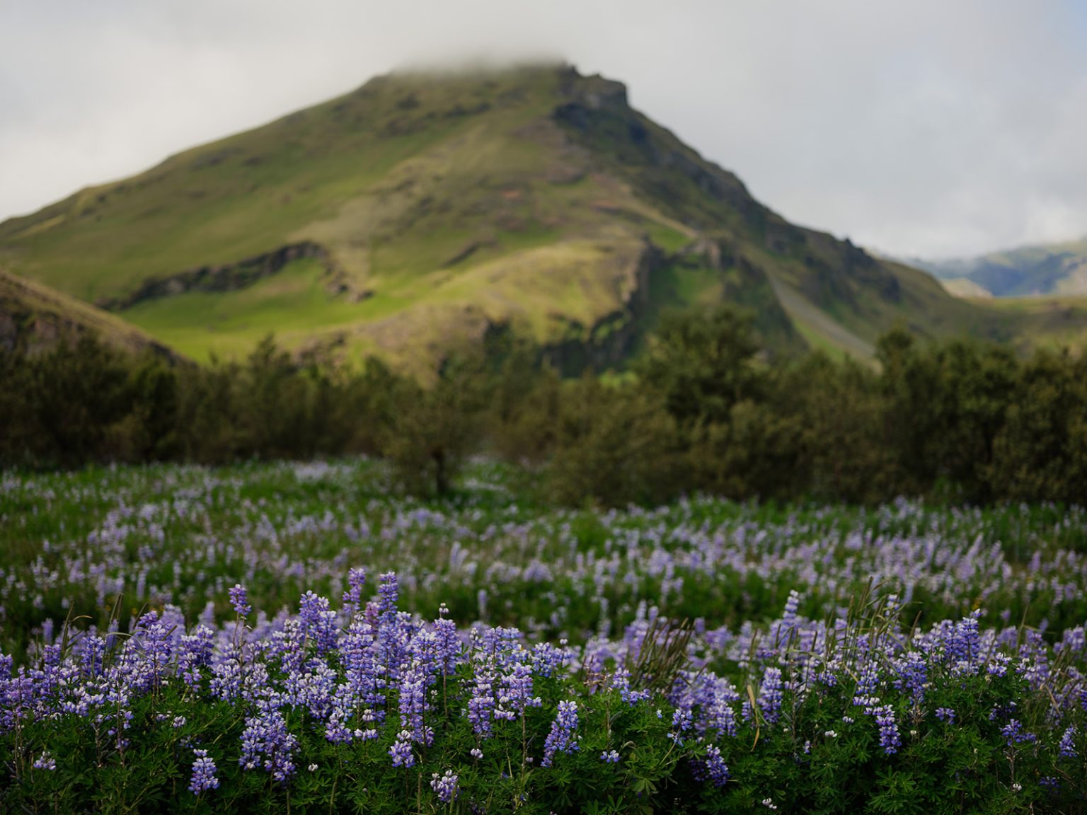 Lupines and green mountains, South Iceland elopement landscape