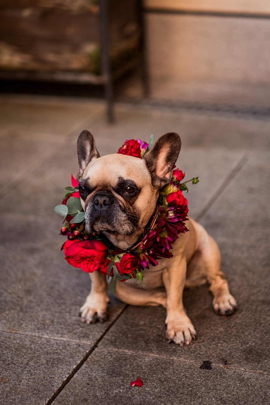 The family French bulldog at the Stockholm wedding