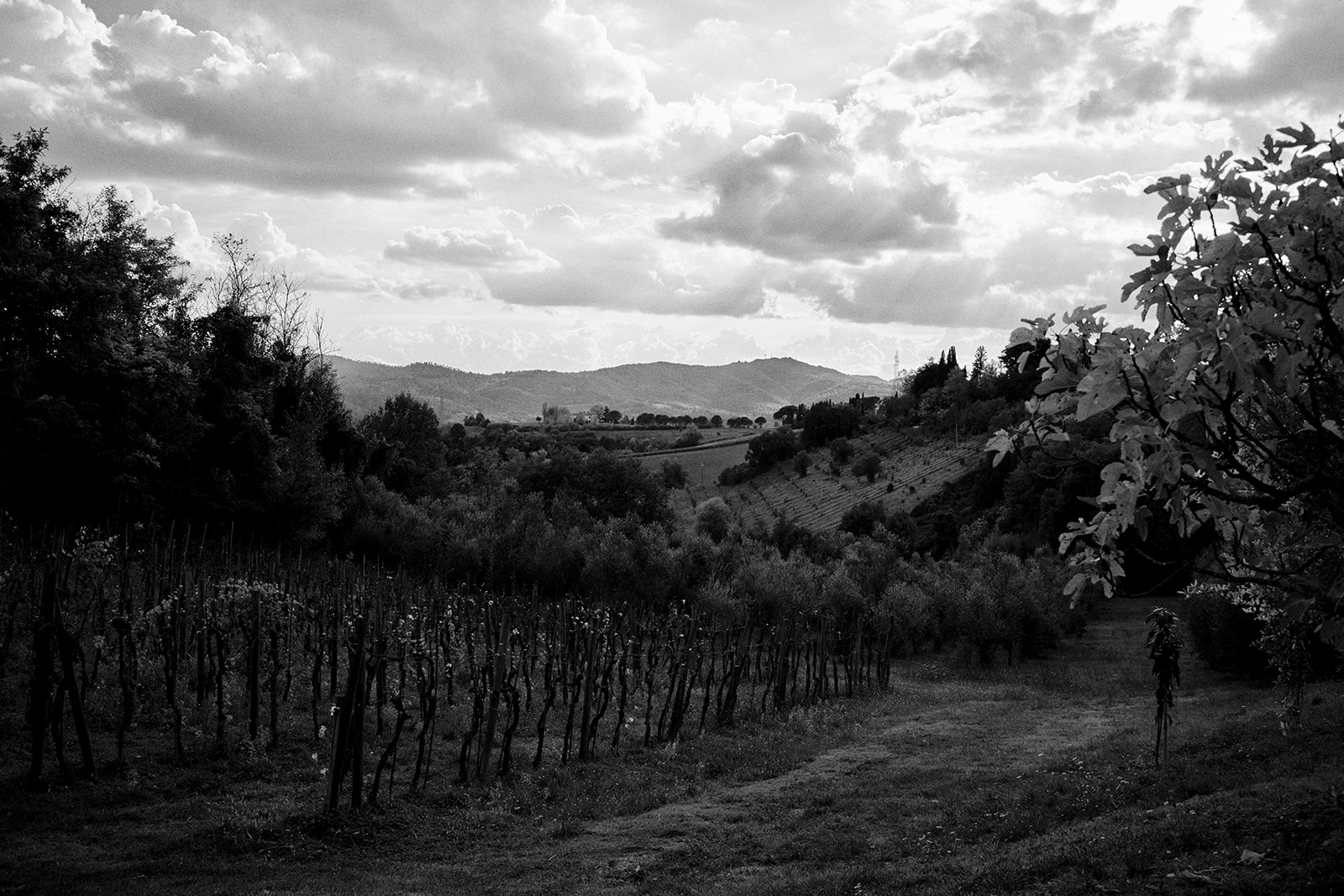 Monica and Marco in the olive groves of Umbria