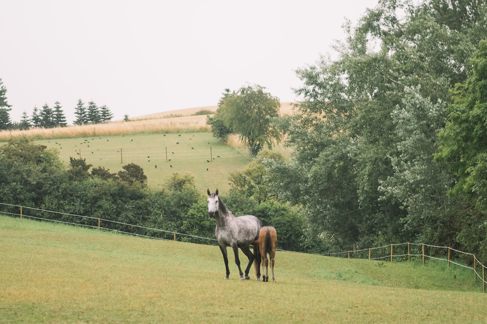 Horses in a field in Skåne on the morning of the wedding
