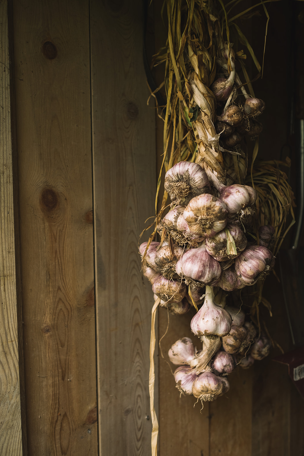 Garlic drying on a post in the garden