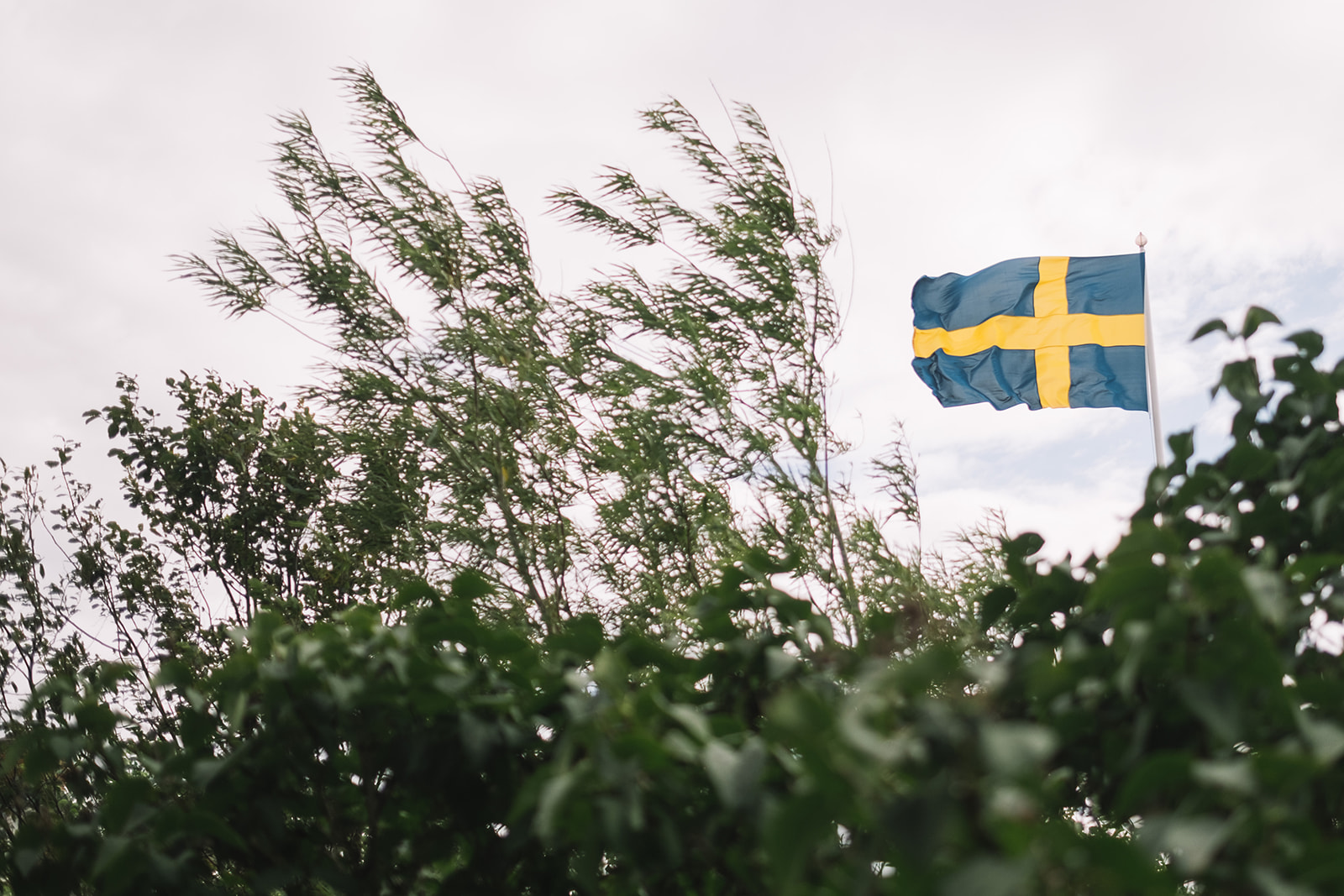 The Swedish flag above the hedge on the wedding day